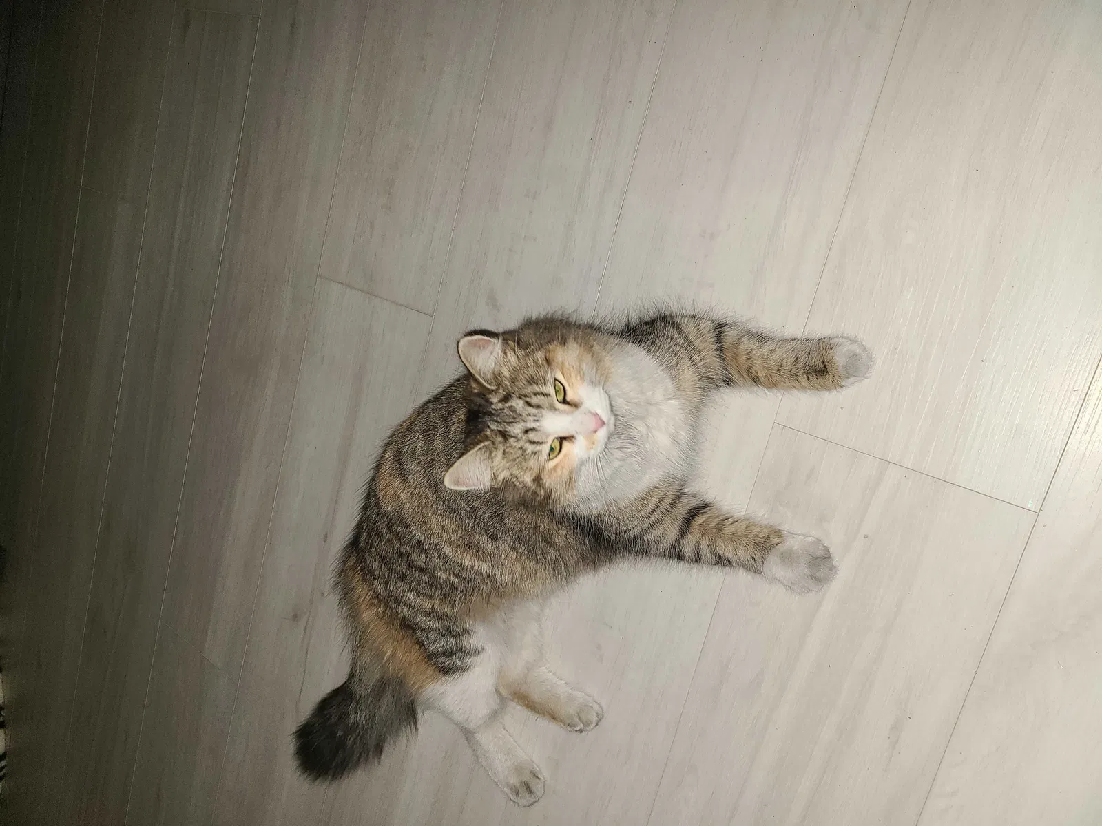 Found cat in Desert Hot Springs, CA, 92241