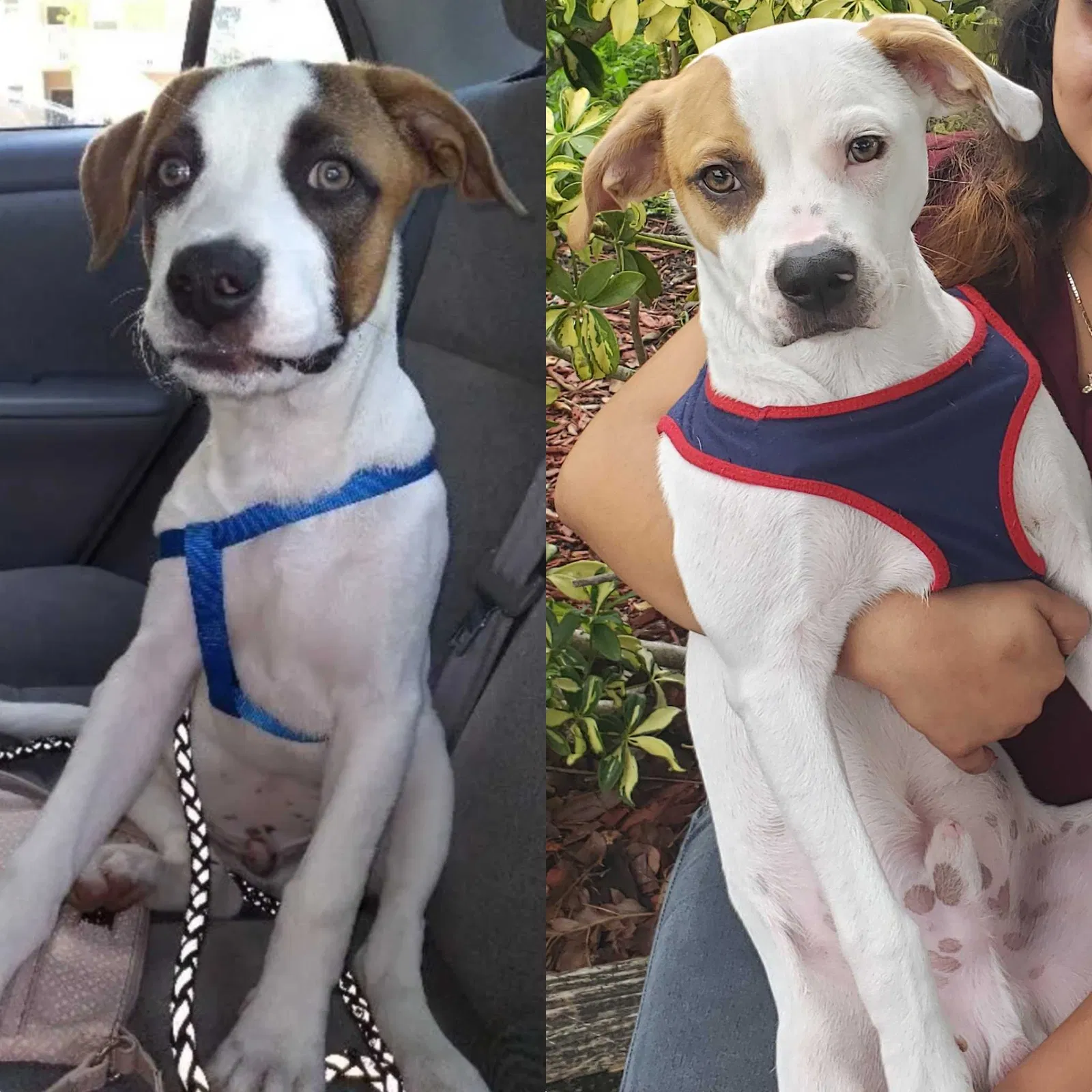 Lost dog in Lake Worth, FL, 33462