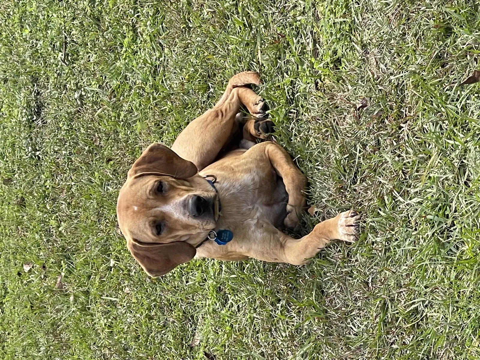 Lost dog in Tallahassee, FL, 32309
