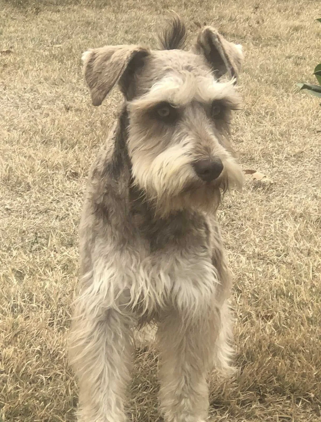 Lost dog in Fort Worth, TX, 76135