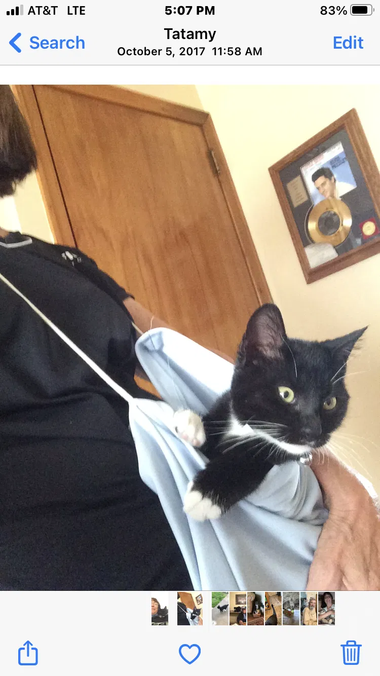 Lost cat in Tatamy, PA, 18085