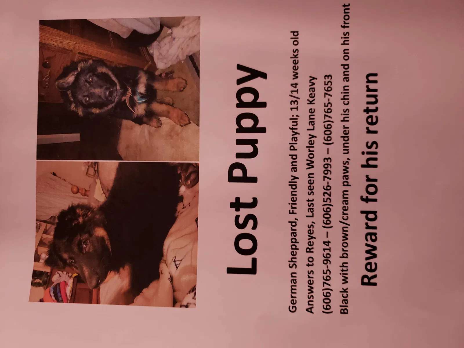 Lost dog in Corbin, KY, 40701