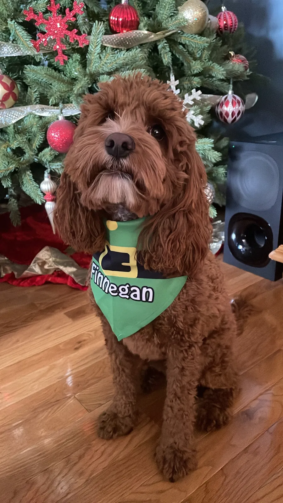 Lost dog in Aurora, CO, 80011
