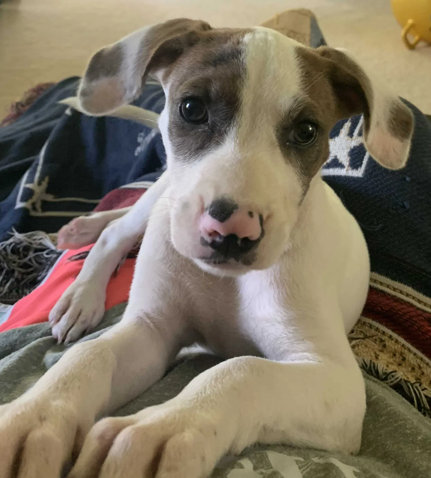 Lost dog in Cordova, SC, 29039