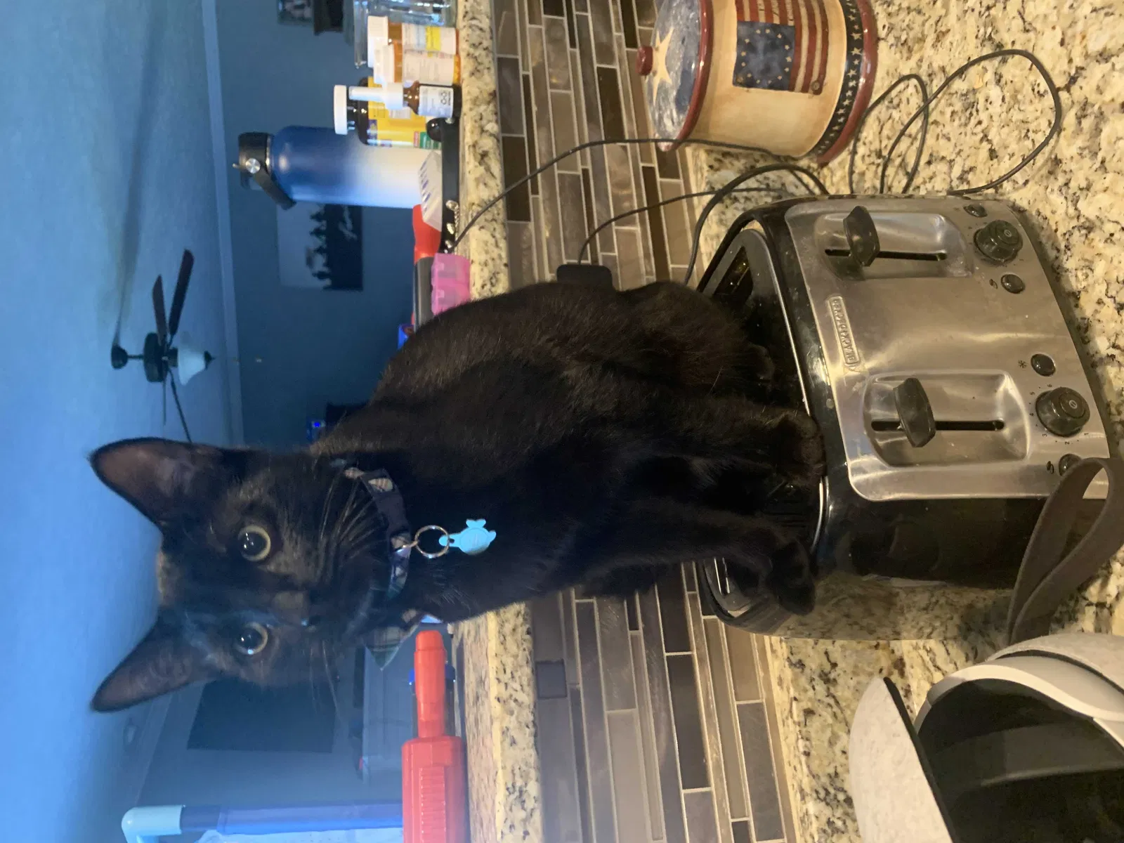 Lost cat in Clarksville, TN, 37042