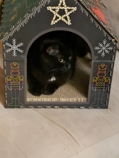 Lost cat in Saint Joseph, MO, 64507