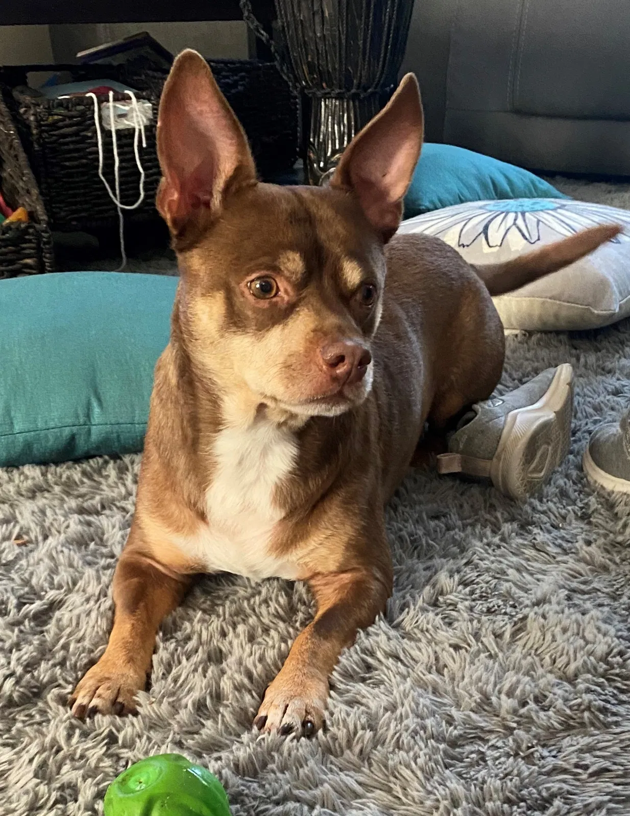 Lost dog in Carmichael, CA, 95608