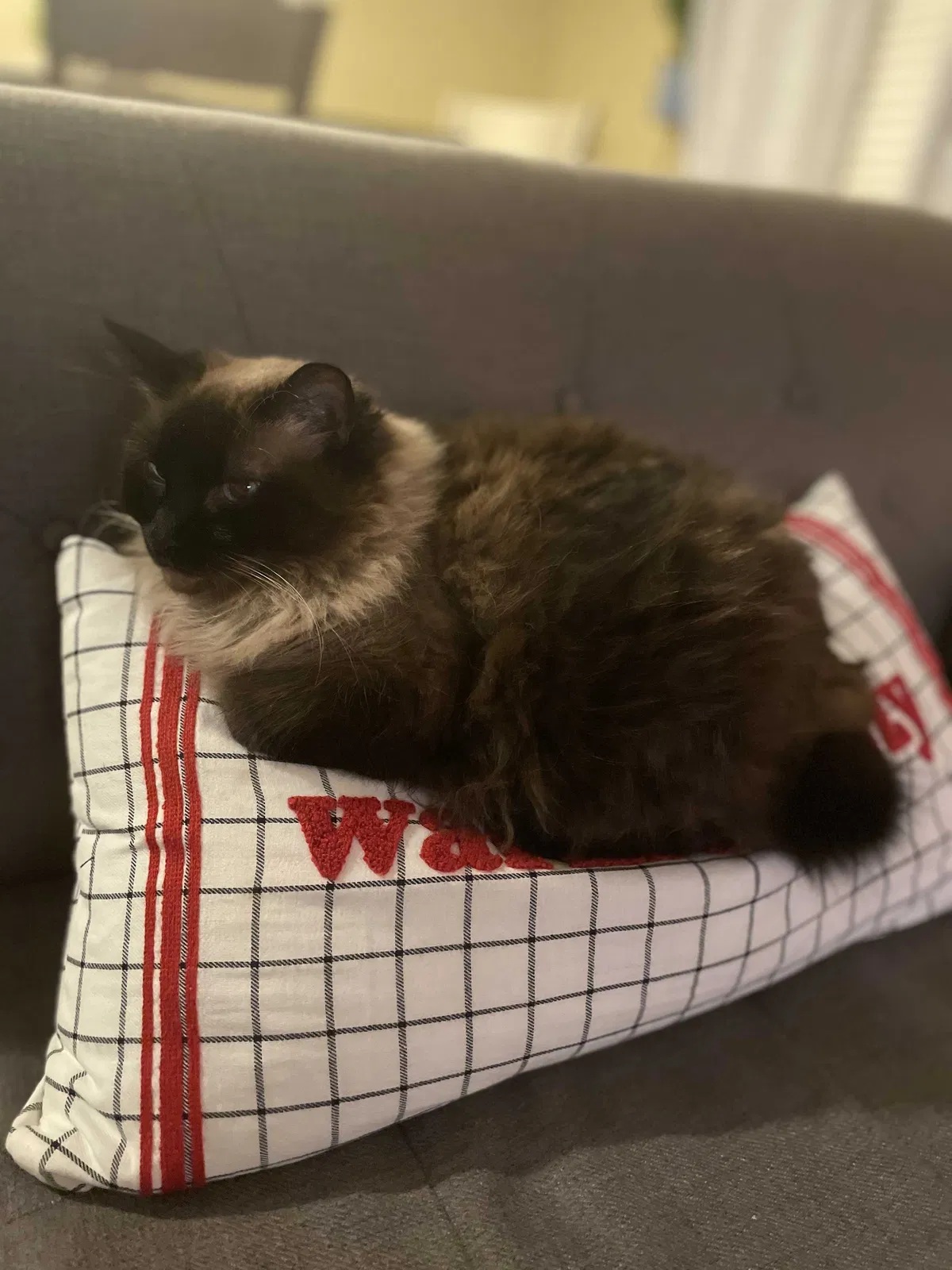 Lost cat in Oviedo, FL, 32765