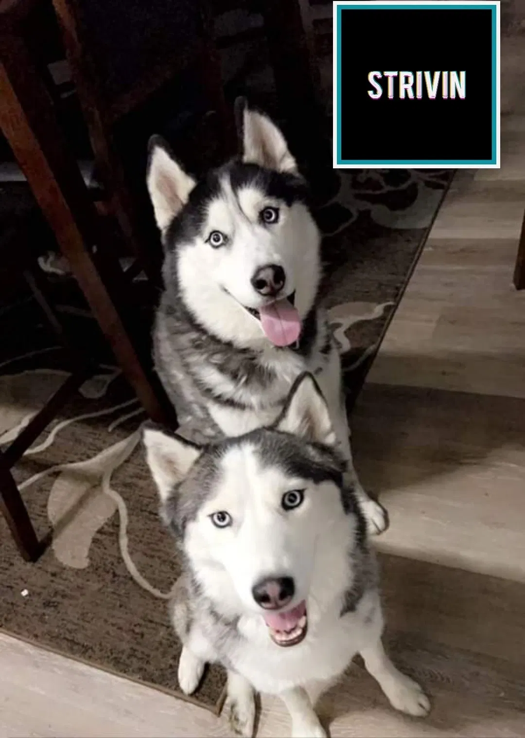 Lost dog in Albuquerque, NM, 87121