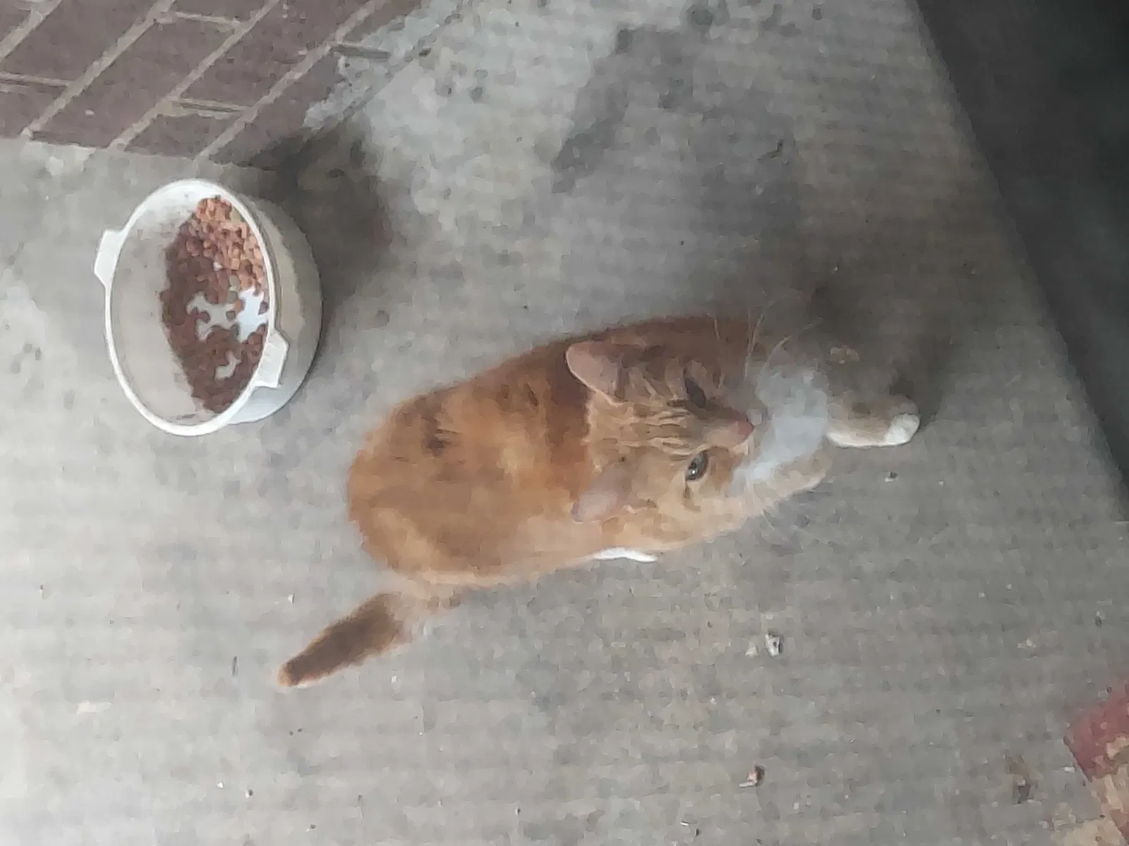 Found cat in Salisbury, NC, 28144