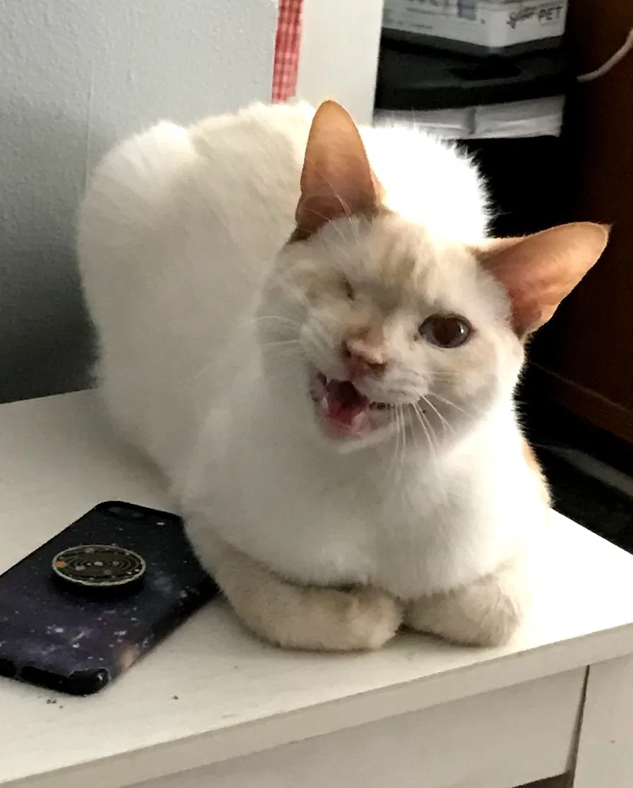 Lost cat in Denham Springs, LA, 70726