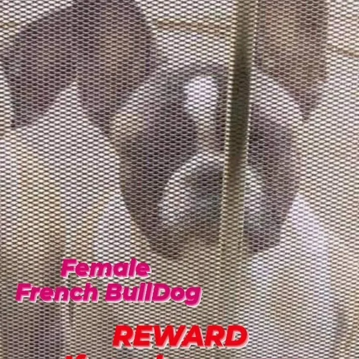 Lost dog in Pittsburg, CA, 94565