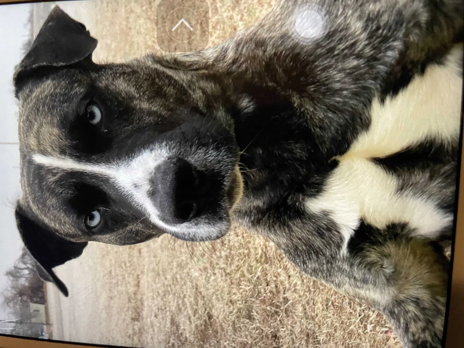 Lost dog in Mcloud, OK, 74851