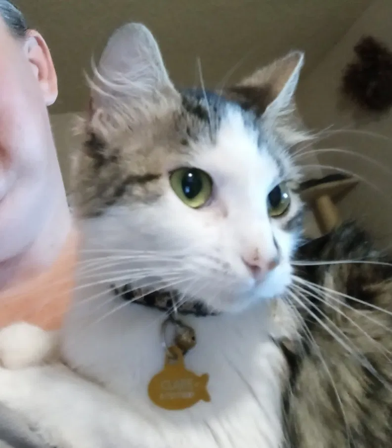 Lost cat in Euless, TX, 76039