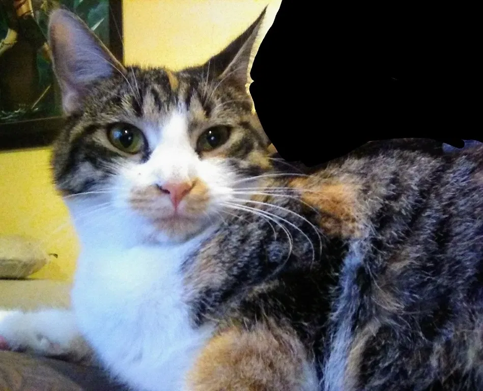 Lost cat in Savannah, GA, 31419
