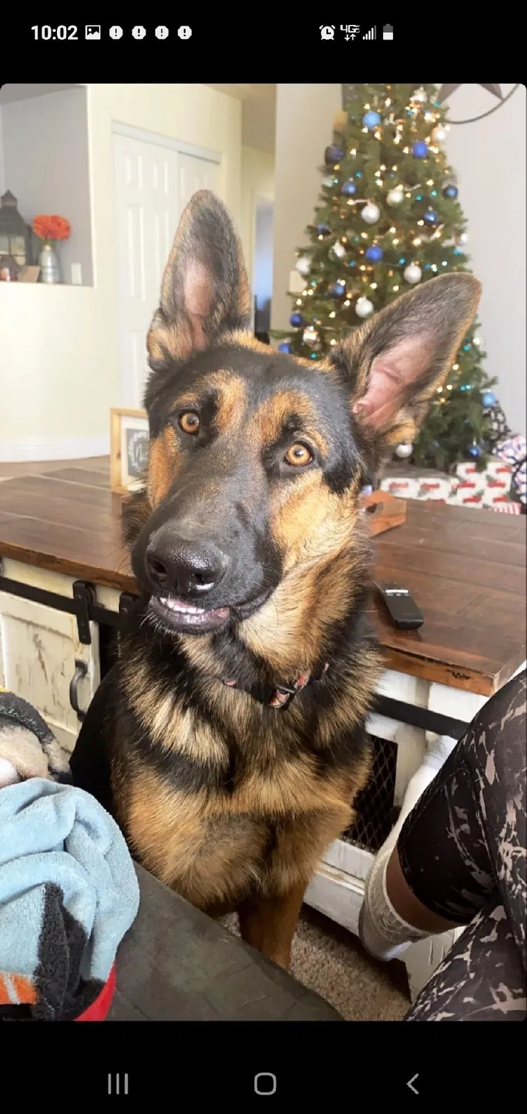 Lost dog in Edwards, CA, 93523