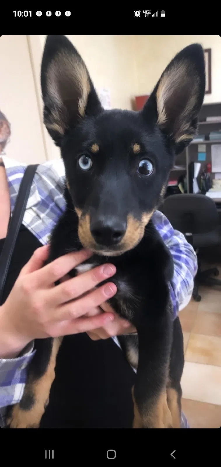 Lost dog in Edwards, CA, 93523