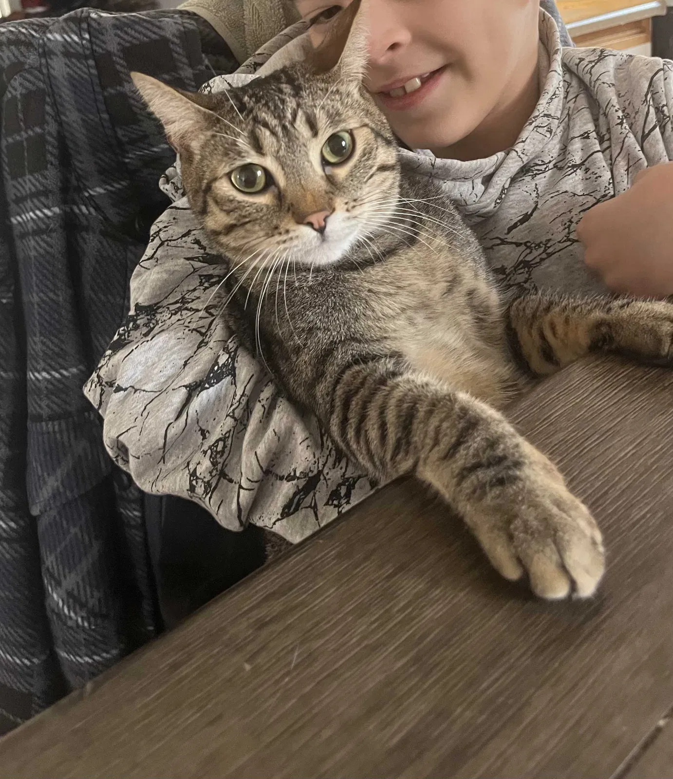 Lost cat in Green Valley, AZ, 85614