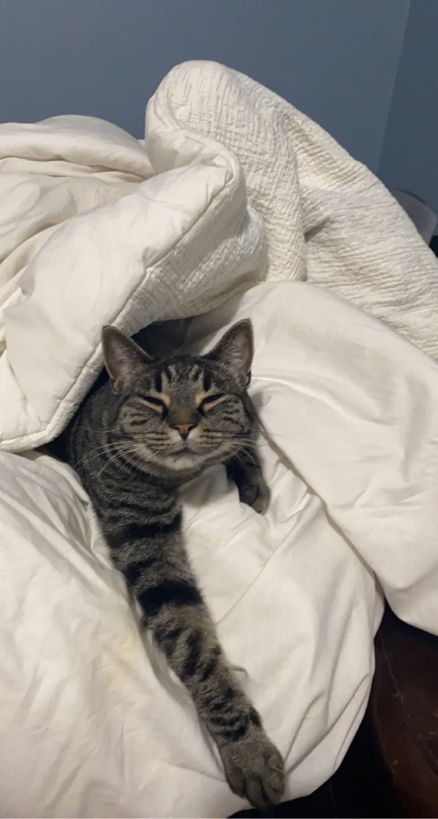 Lost cat in Andover, MN, 55304