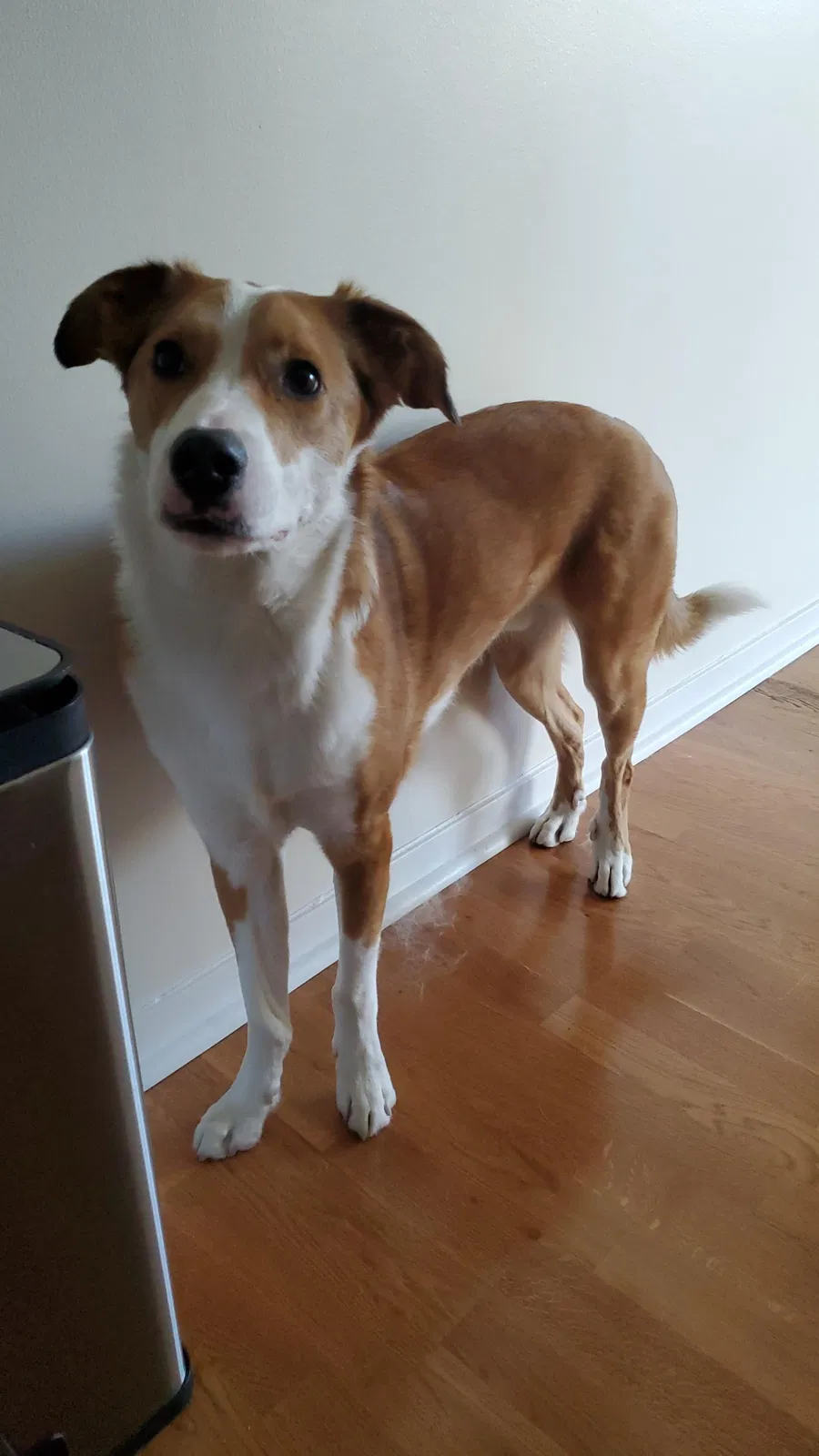 Lost dog in Chicago, IL, 60654