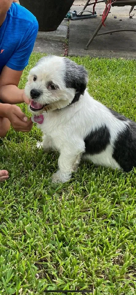 Lost dog in Rosenberg, TX, 77471