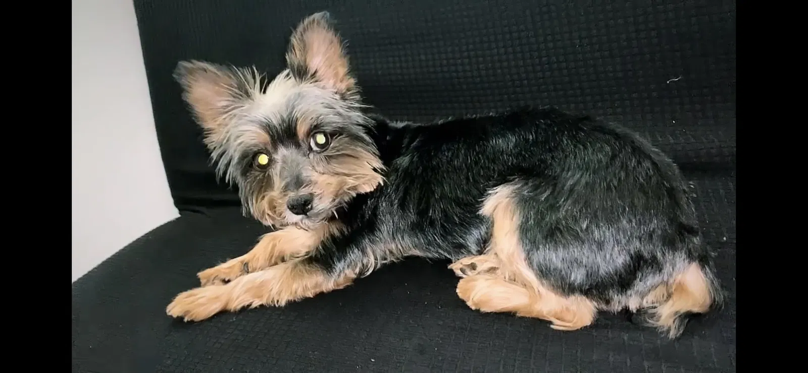 Lost dog in Miami, FL, 33142