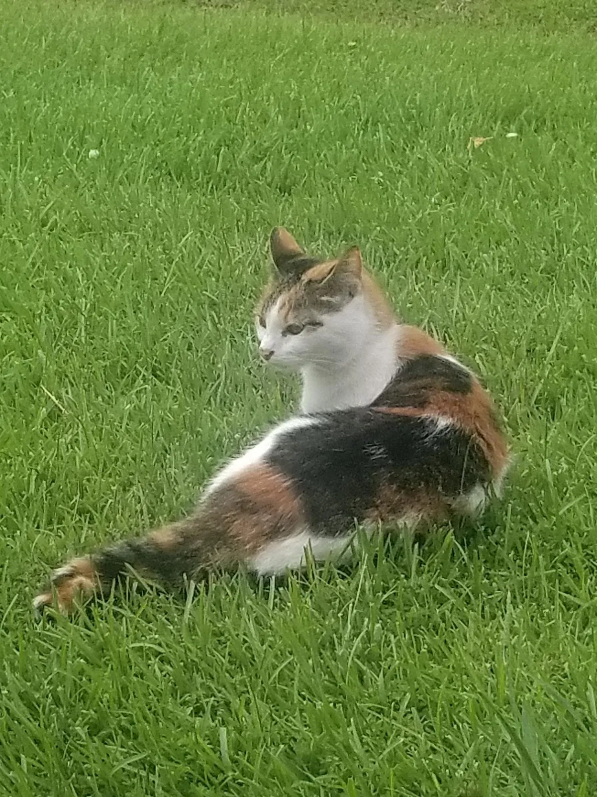 Lost cat in Youngsville, LA, 70592