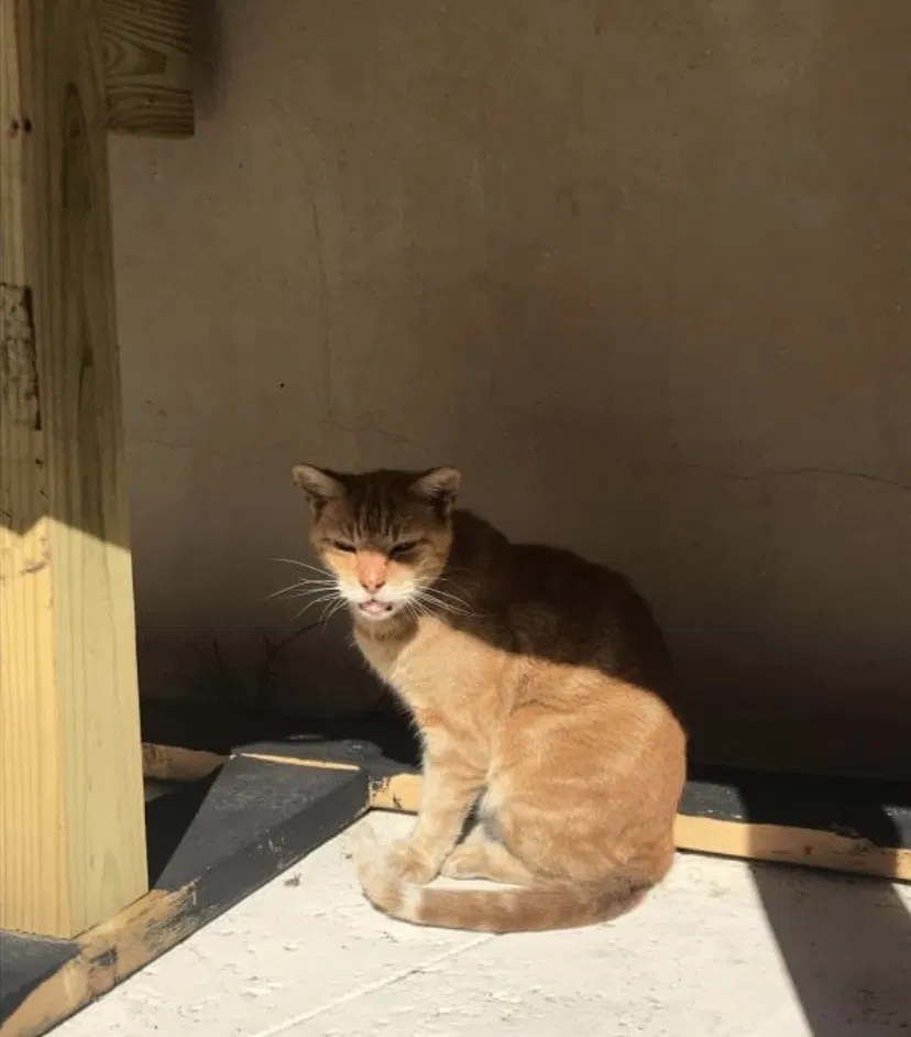 Lost cat in Miami, FL, 33155