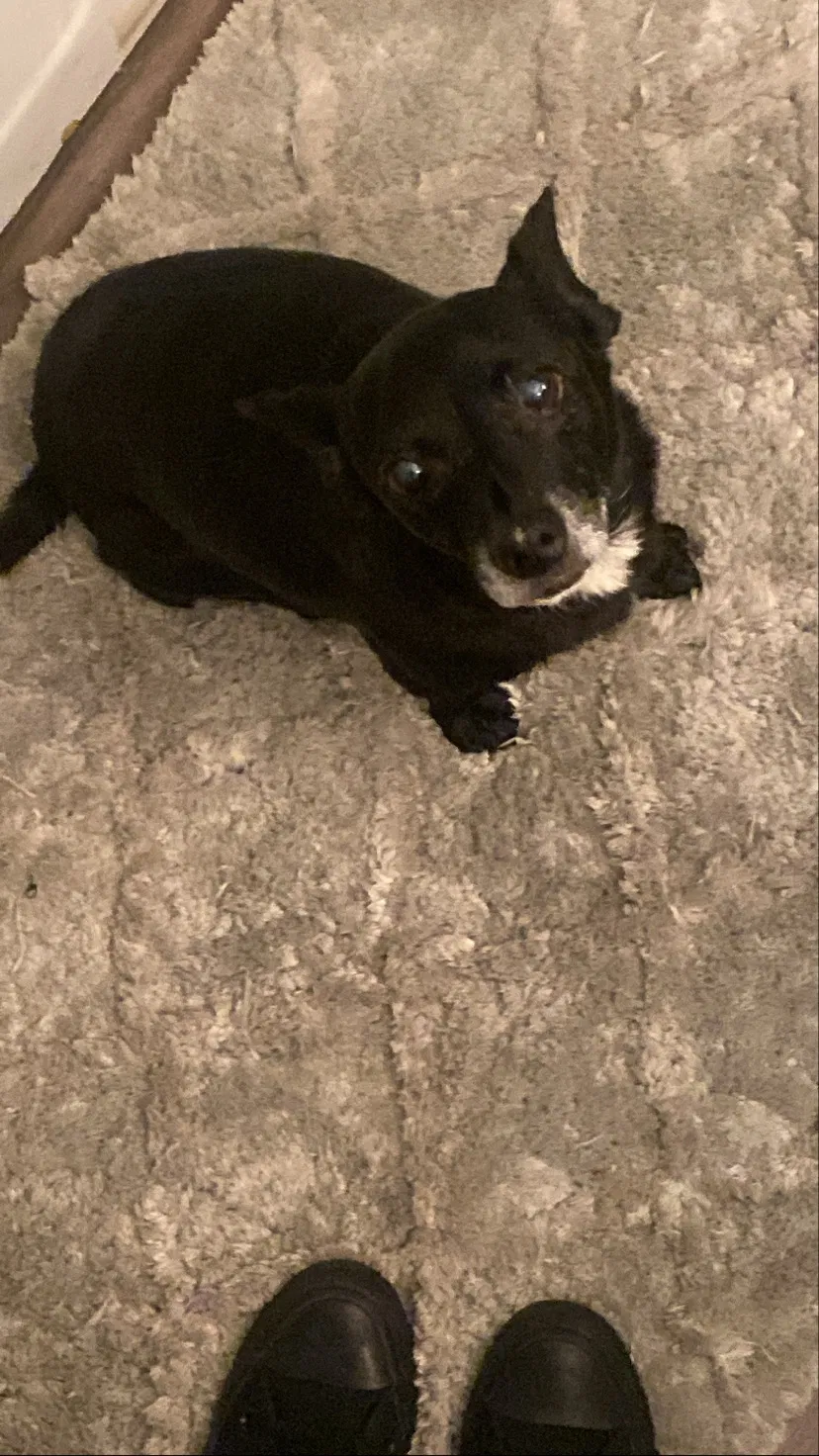 Lost dog in Riverside, CA, 92505