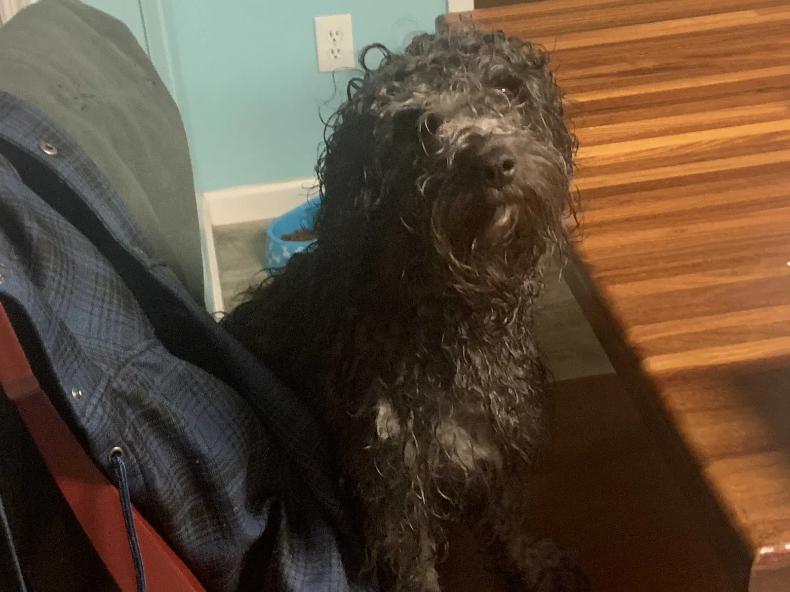 Lost dog in Tobaccoville, NC, 27050