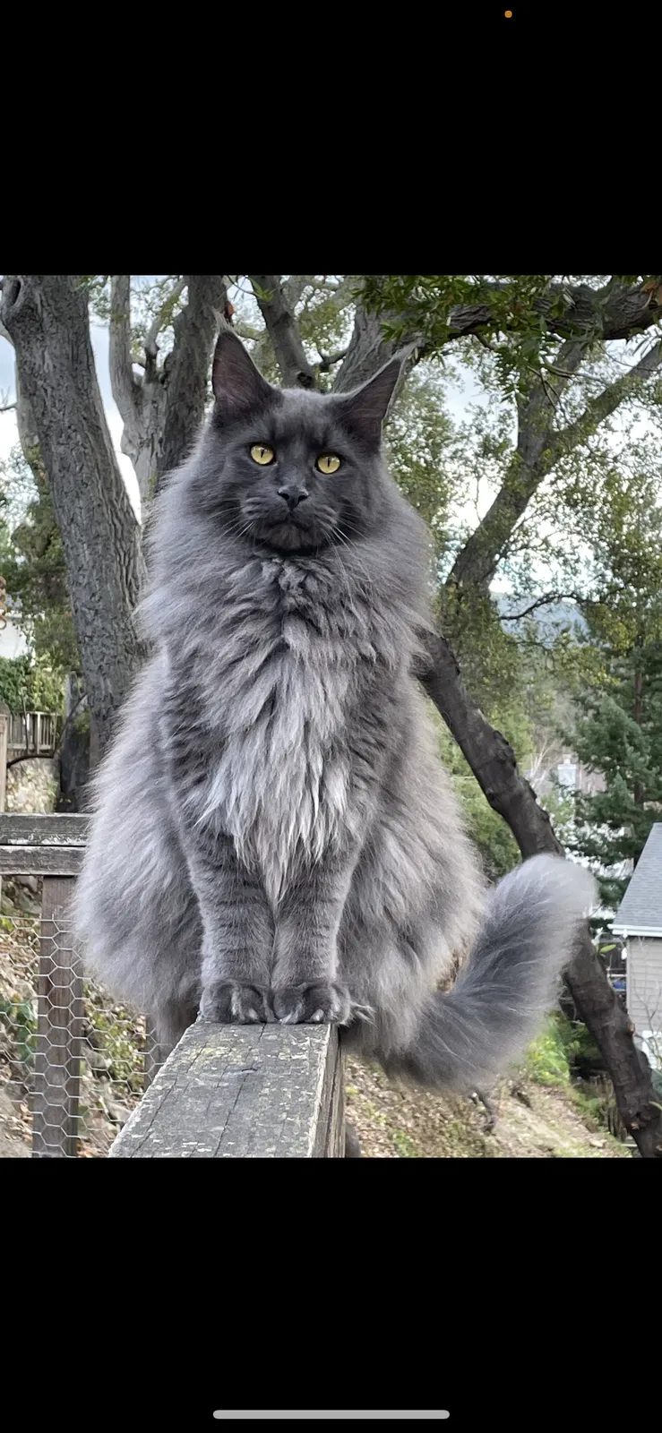 Lost cat in Los Gatos, CA, 95032