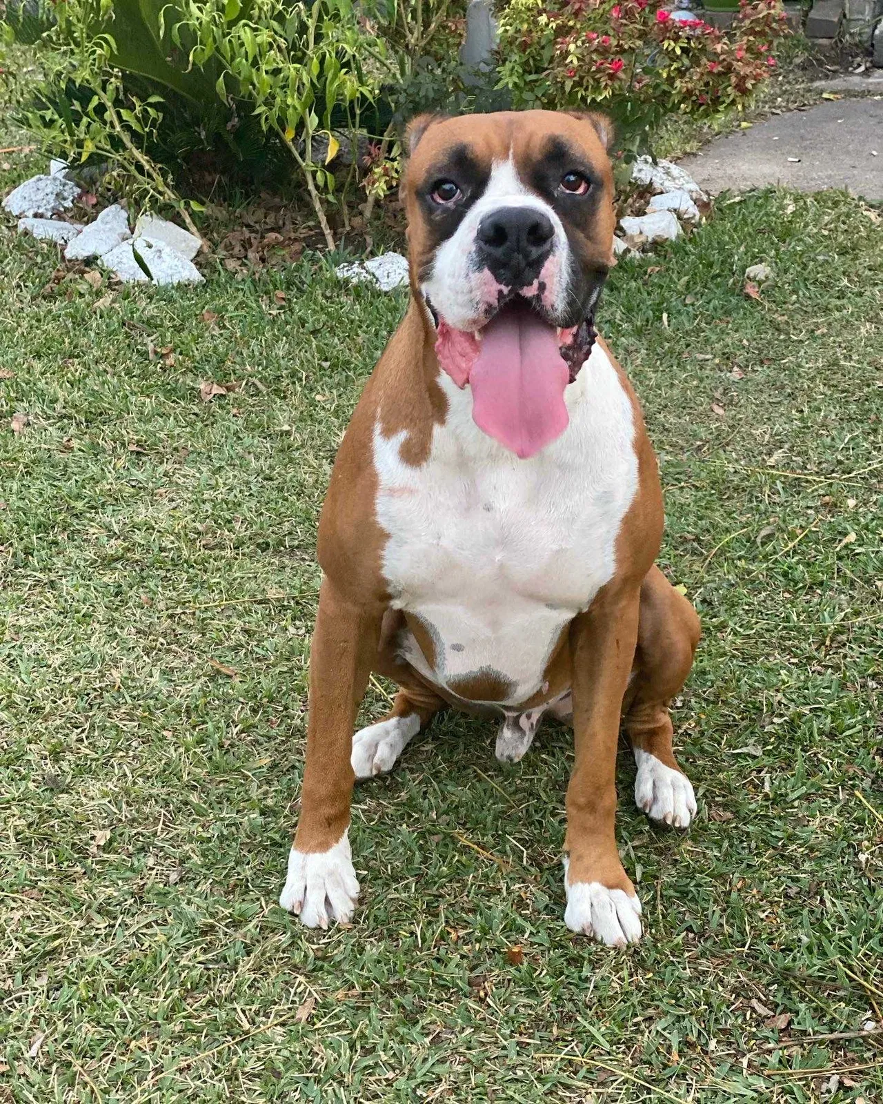 Lost dog in Dallas, TX, 75227
