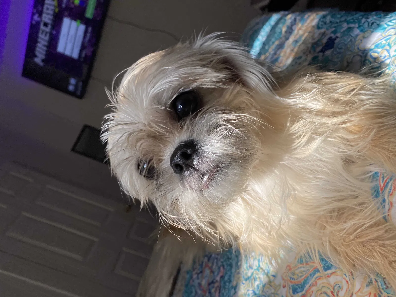 Lost dog in Fort Worth, TX, 76110
