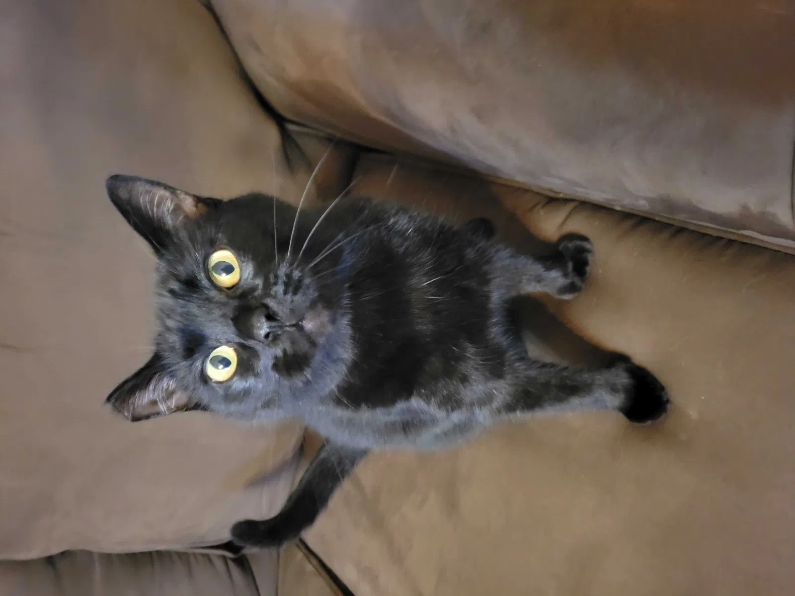 Lost cat in Clemmons, NC, 27012