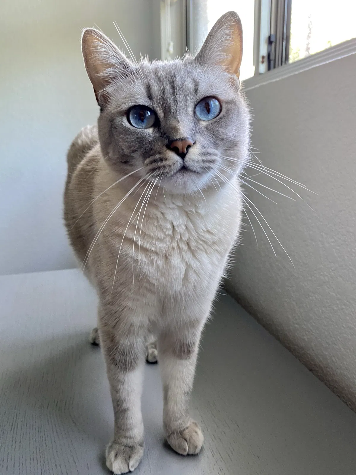 Lost cat in Encino, CA, 91436