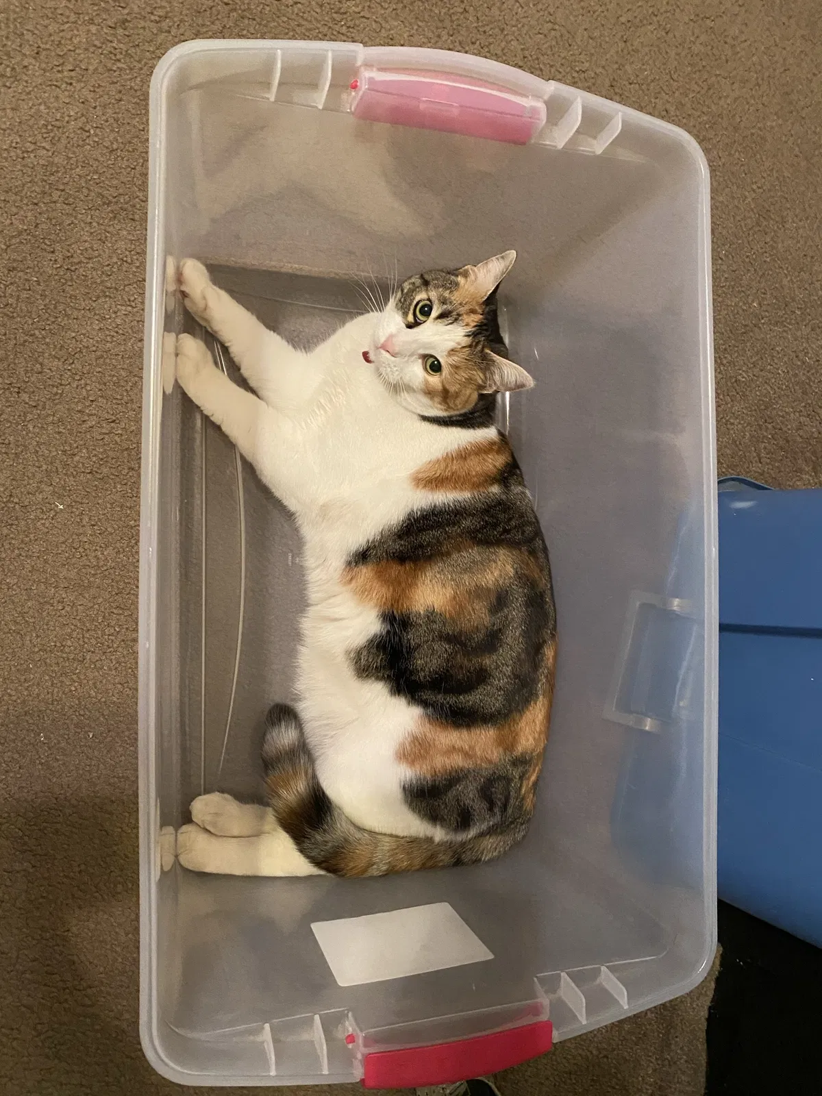 Lost cat in Hemet, CA, 92545