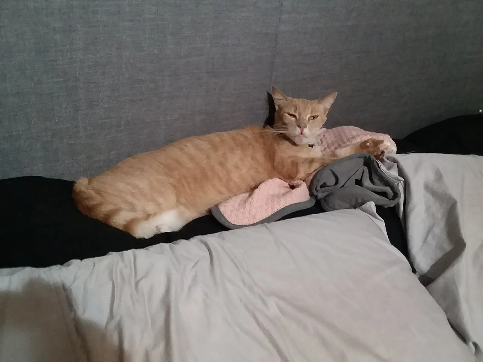 Lost cat in San Antonio, TX, 78249