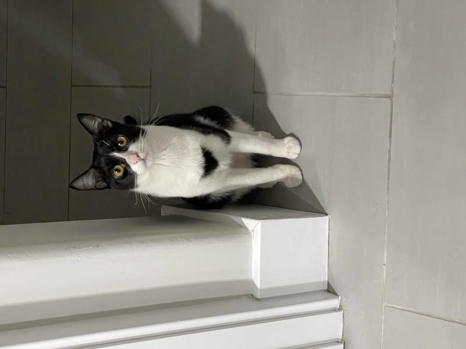 Lost cat in Las Vegas, NV, 89122