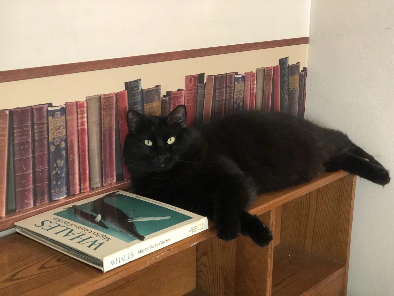 Lost cat in Dunedin, FL, 34698