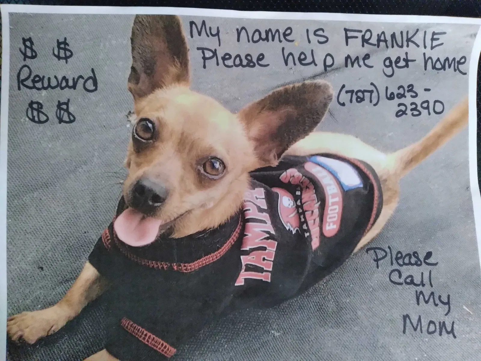 Lost dog in Saint Petersburg, FL, 33714