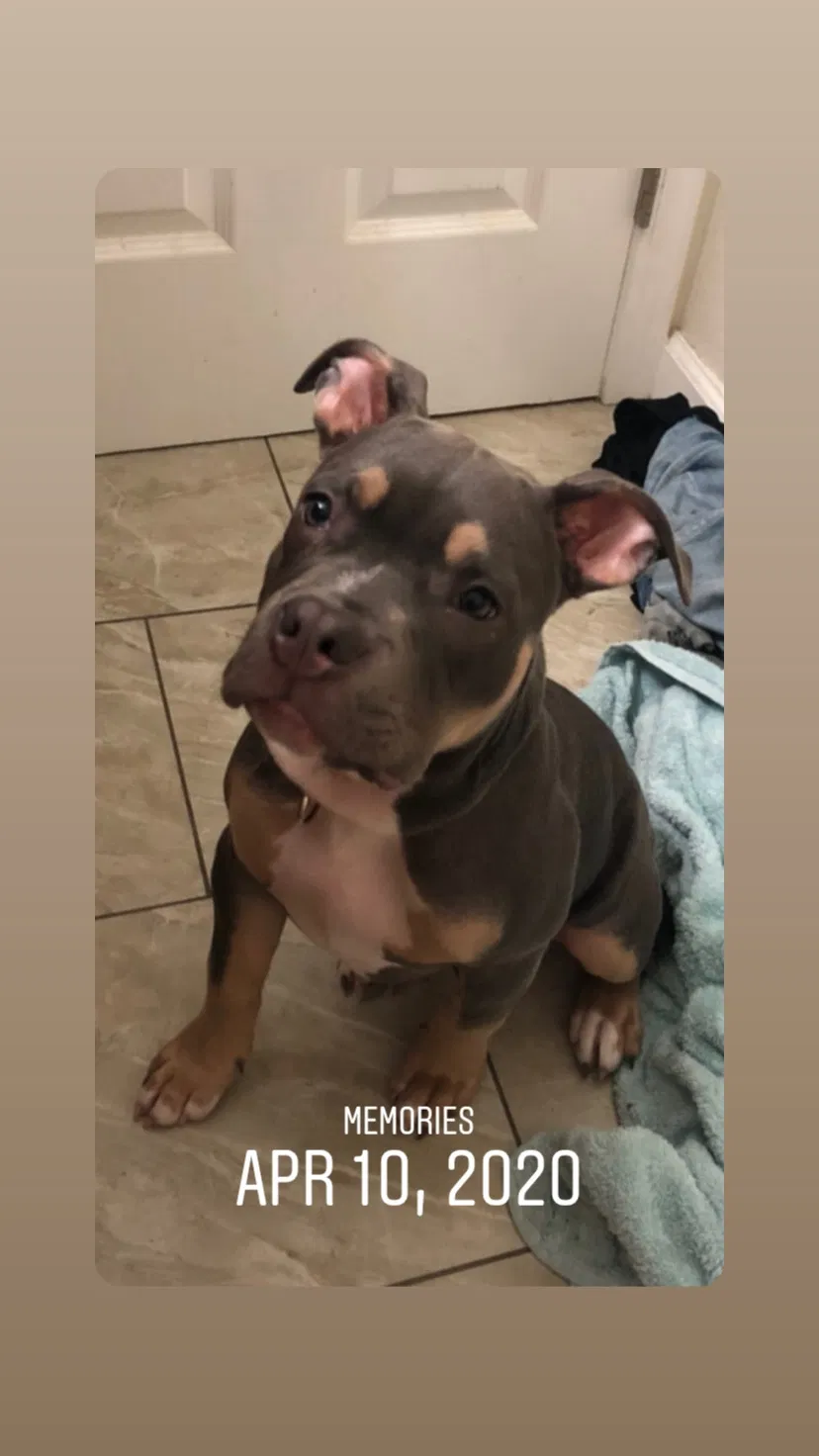Lost dog in Wasco, CA, 93280