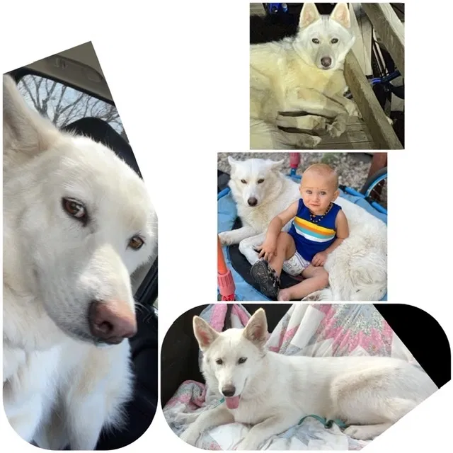 Lost dog in May, TX, 76857