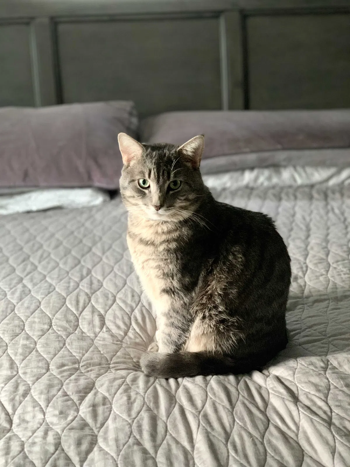 Lost cat in Suffern, NY, 10901