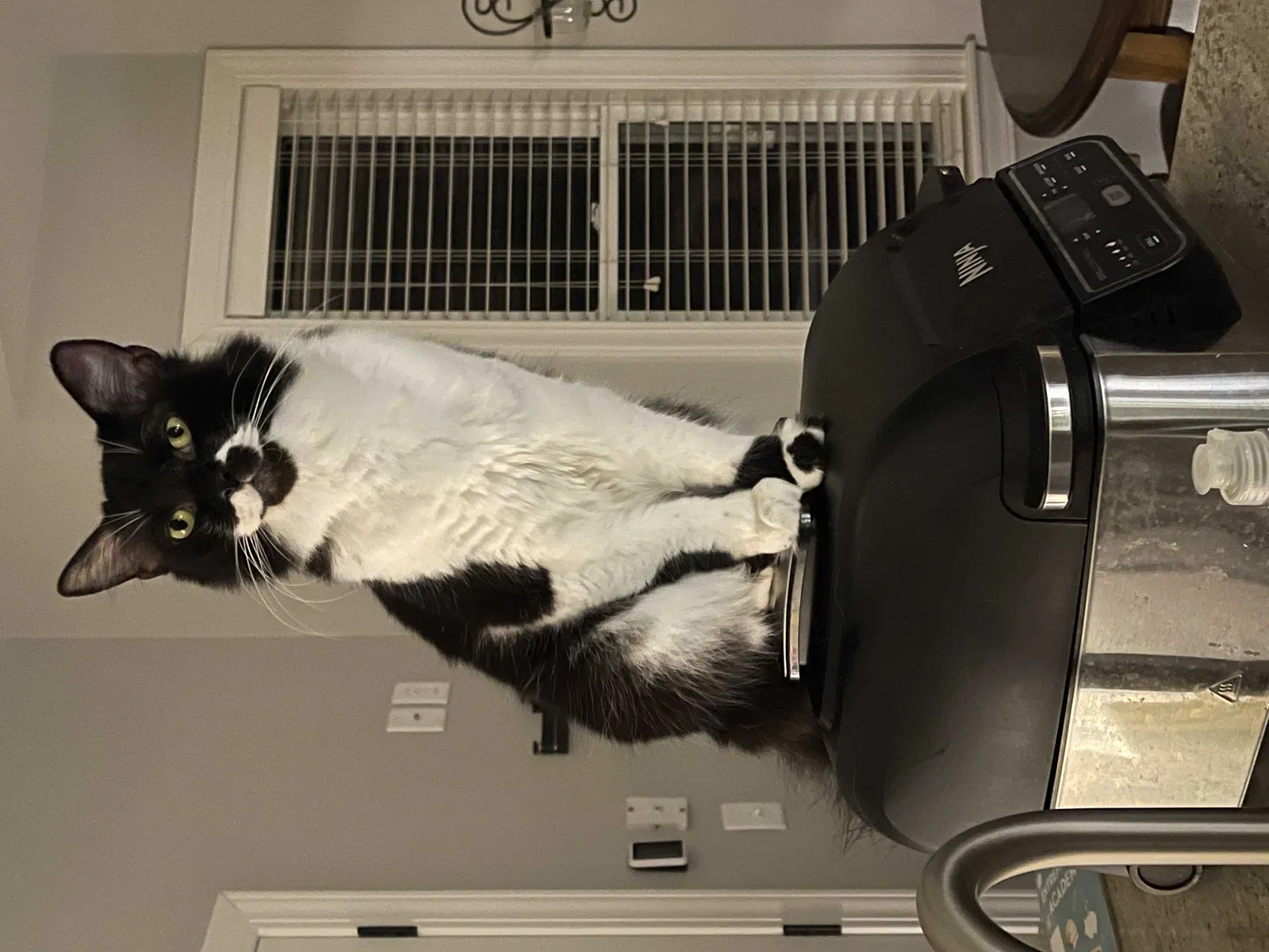 Lost cat in North Charleston, SC, 29420