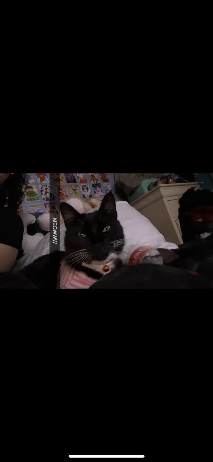 Lost cat in Jersey City, NJ, 7305