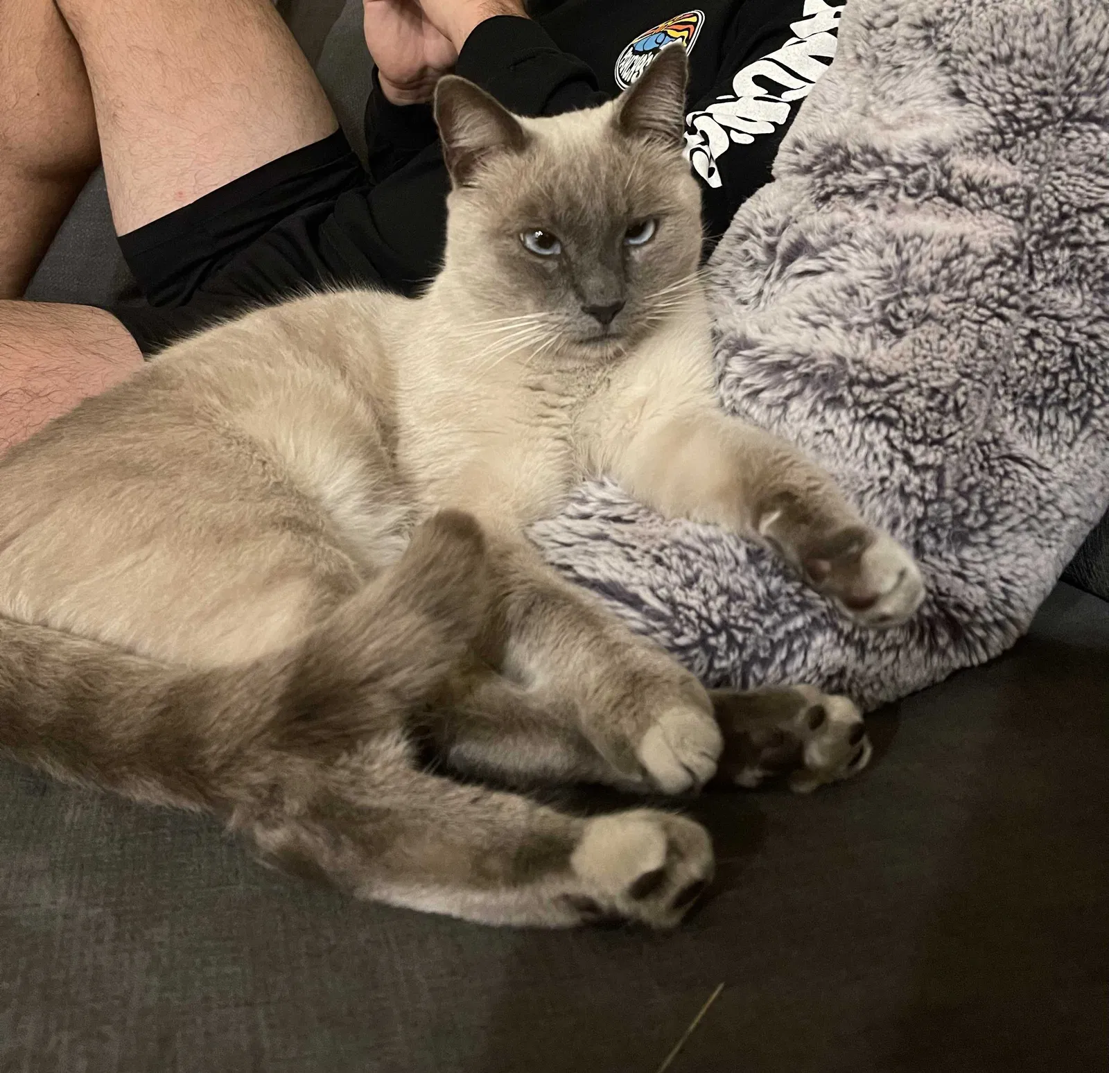 Lost cat in Clovis, CA, 93619