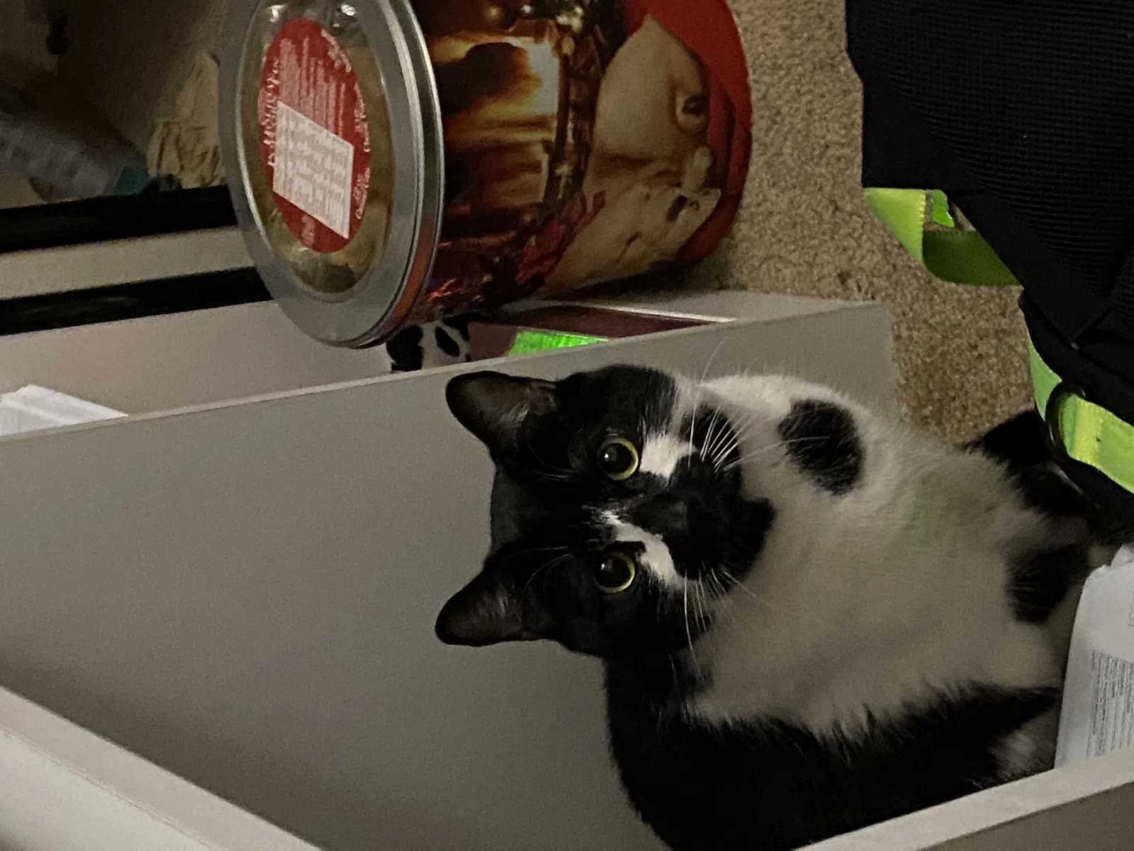 Lost cat in Anaheim, CA, 92805