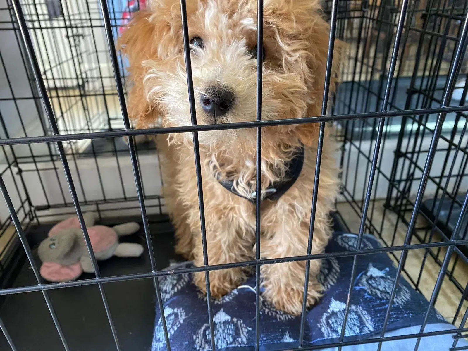 Lost dog in Castro Valley, CA, 94546