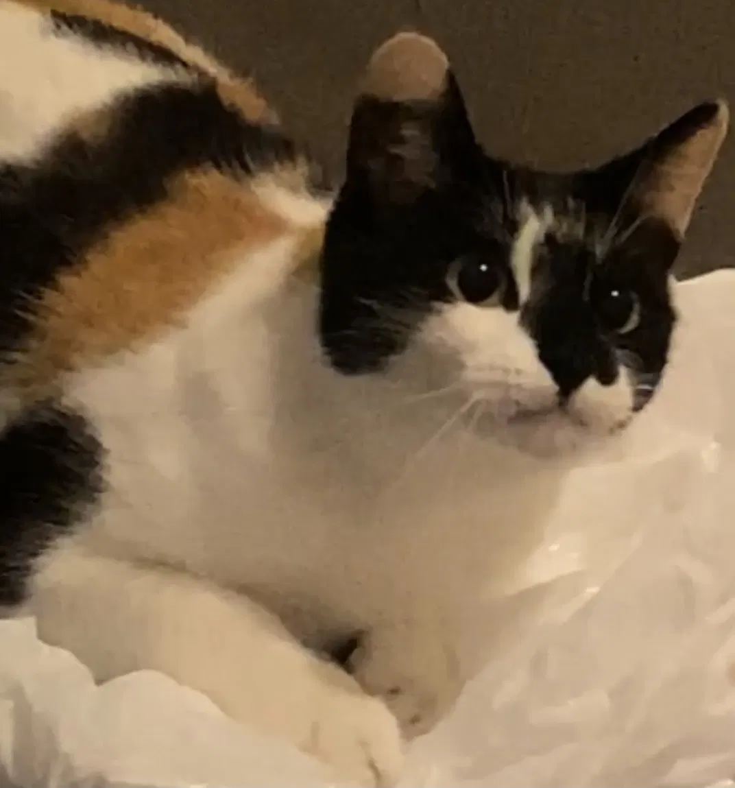 Lost cat in Richmond, TX, 77407
