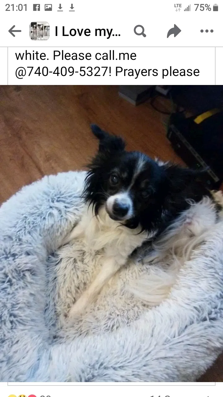 Lost dog in Lancaster, OH, 43130